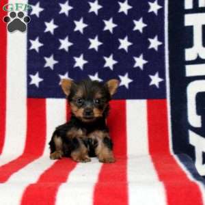 Declan, Yorkie Puppy